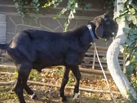 Billy Goat, Nubian Goat — photo 1