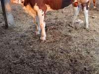 公牛, Cattle — 照片 2