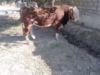 Býk, Simmental cattle — foto 4