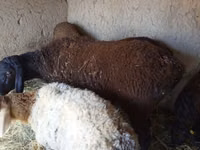 Ram, Rhon sheep — photo 3