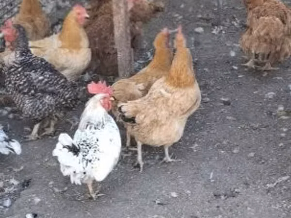Chickens