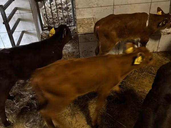 Bull, Cattle — Poland