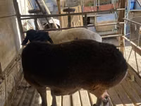 Biri-biri betina, Sheep — foto 5