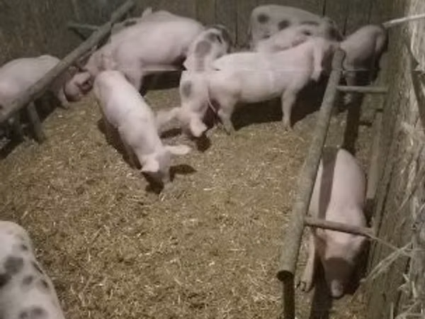 Pigs (batch, sex not specified), Pigs