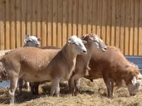 Ram, Sheep — photo 7