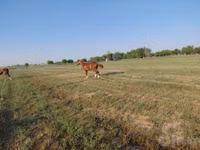 Horse (M), Akhal-Teke — photo 4
