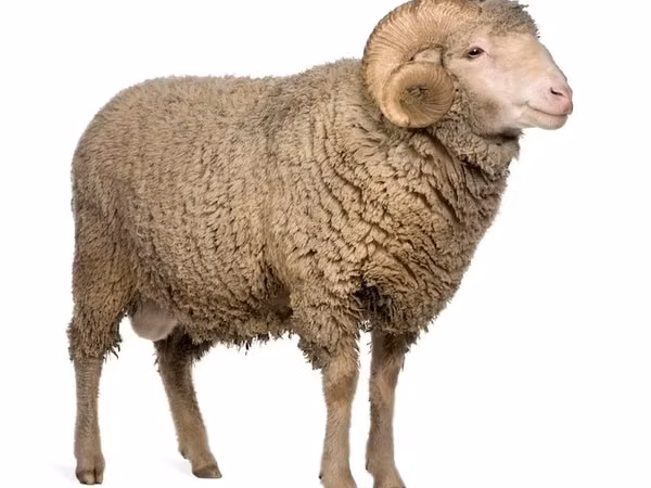 Ram, Sheep — Kazakhstan