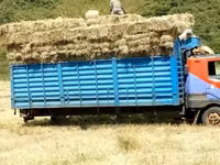Bhoma Rhodes Hay & Seeds, Lucerne Hay & Seeds, Baled Full Corn Silage — 照片 3