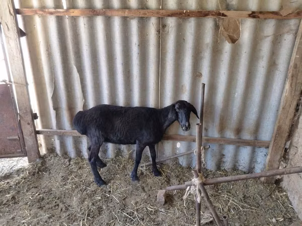 Ram, Sheep — Kazakhstan