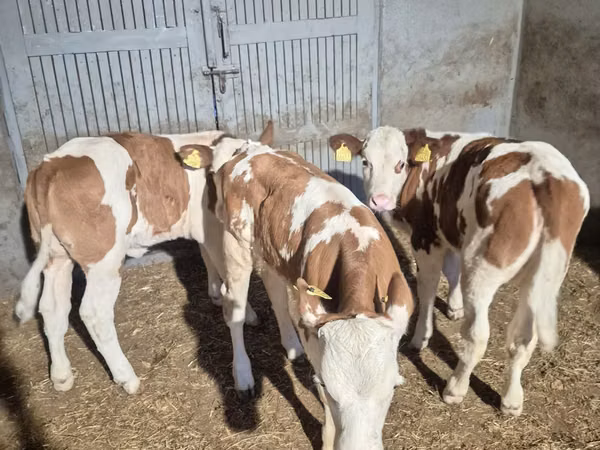 母牛, Simmental cattle