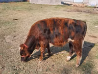 公牛, Cattle — 照片 1