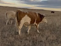 Krowa, Simmental cattle — zdjęcie 2