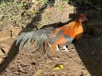 Danish hen — photo 6