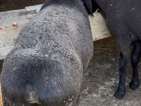 Kambing jantan, Sheep — foto 2