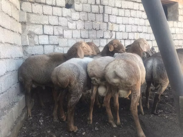 Ram, Sheep — Uzbekistan
