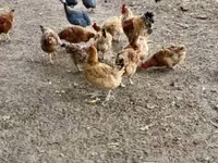 Chickens — 1. fotó