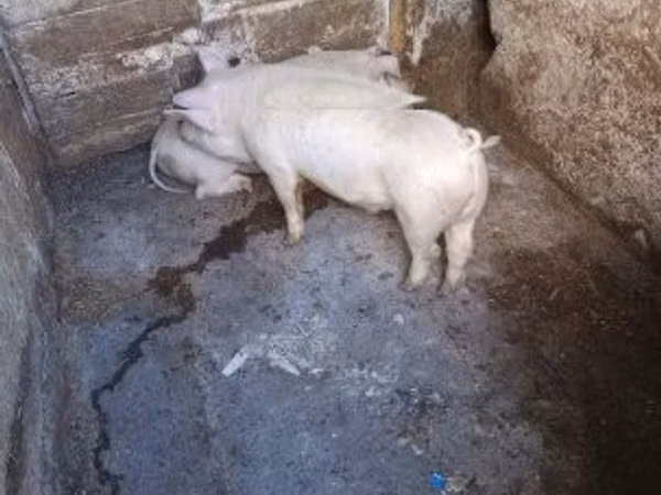 猪（批次，未指定性别）, Pigs — 匈牙利