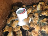 Chickens — foto 1