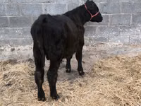 Bull, Aberdeen-Angus — photo 3