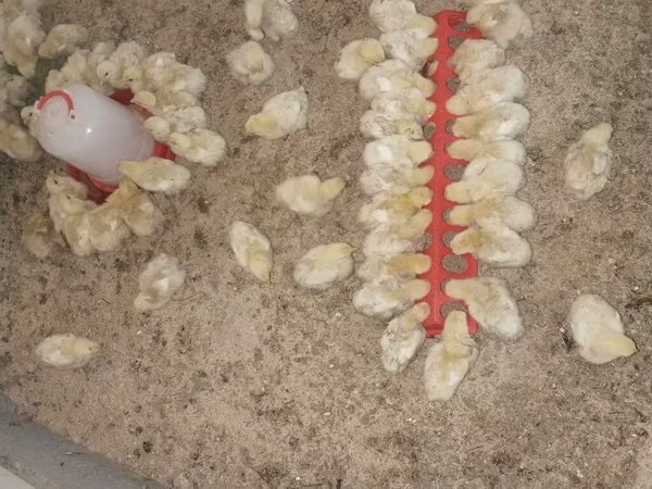Chickens — কিরগিজিস্তান