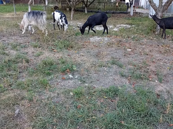 Goat, Goats — Moldova