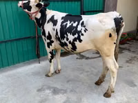 Ko, Holsteinrasen — foto 5