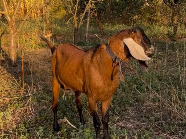 Billy Goat, Nubian Goat — Moldova