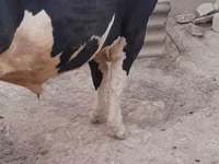 Bulle, Russian Black pied cattle — Foto 1