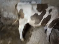 公牛, Holstein breed — 照片 3