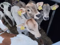 Bulle, Limousin-Kuh — Foto 2