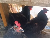 Chickens — photo 1