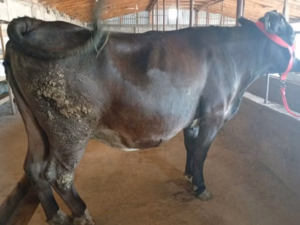 Cow, Alatau breed — Kyrgyzstan