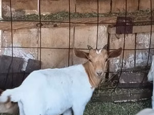 Billy Goat, Boer goat