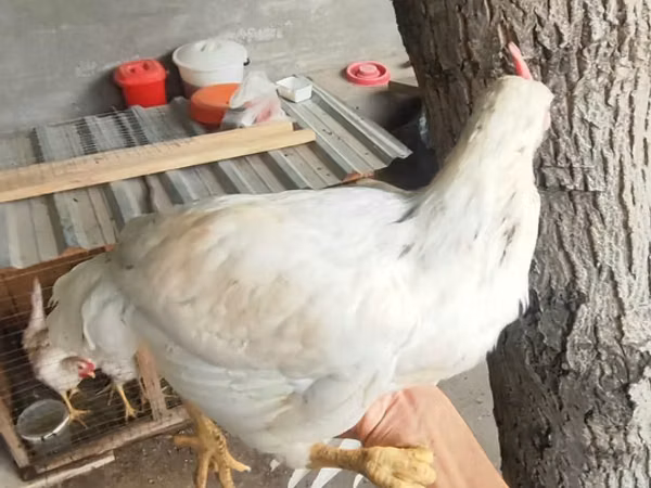 Chickens — Uzbekistan