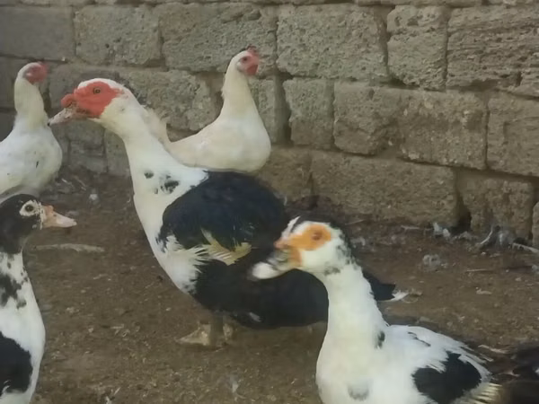Ducks — Azerbaijan