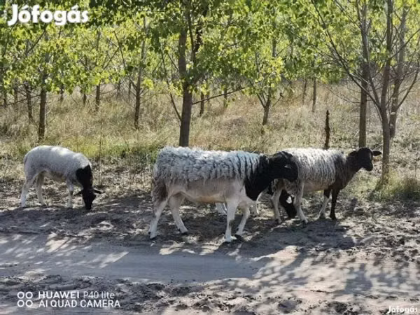 میش, Dorper sheep — مجارستان