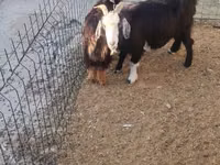 Koza, Kozy — foto 3