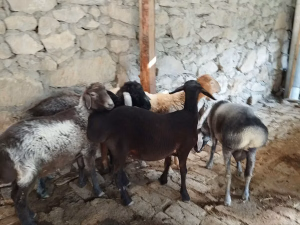 Ram, Rhon sheep — Uzbekistan