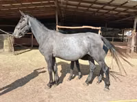Mare, Friesian — photo 3