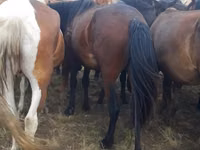 Kuda betina, Horses — foto 5