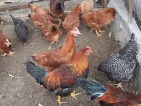 Brahma — foto 1