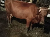 Cow, Cattle — photo 2