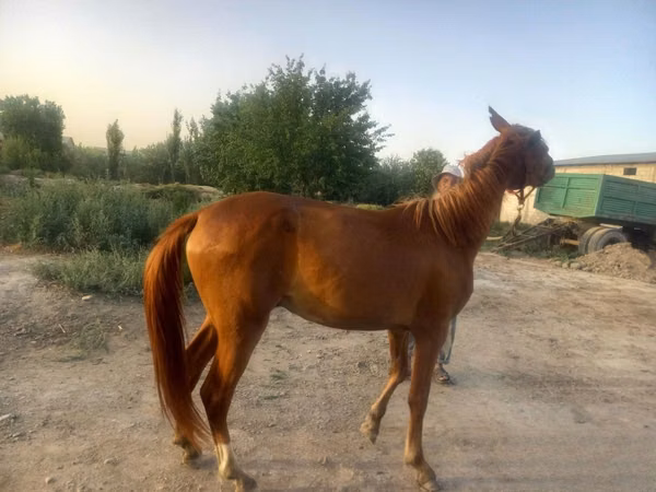 Horse (M), Horses — Uzbekistan