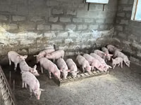 Boar, Pigs — photo 2