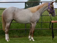 Kuda betina, Quarter Horse — foto 3