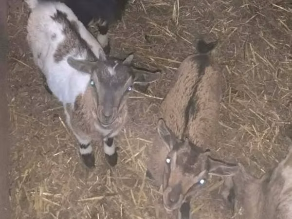 Goat, Dutch Landrace goats — Hungary