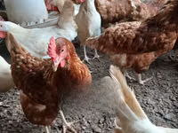 Chickens — sawirka 2
