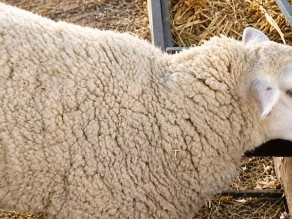 Biri-biri betina, British  Milksheep