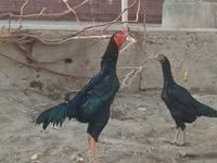 Chickens — photo 3