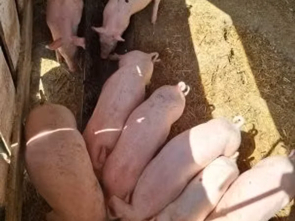 수퇘지, 